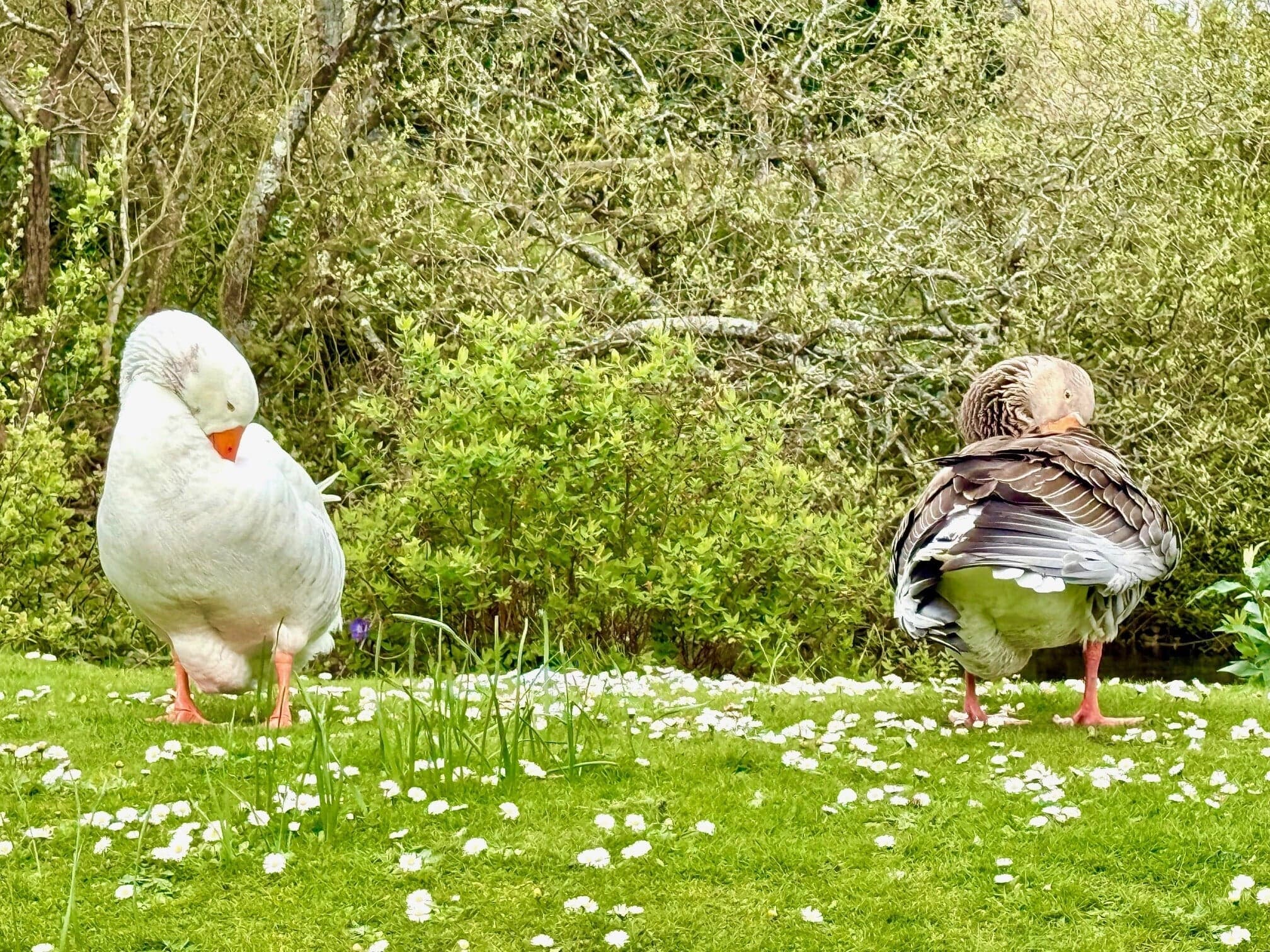 Property at Manor Close, Portesham, Weymouth